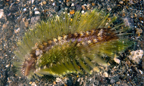 Sở dĩ gần đây giun lửa biển xuất hiện nhiều là do hiện tại chính là thời điểm sinh sản của loài vật này. Thời điểm này của những năm trước, giun biển cũng đã xuất hiện và khiến nhiều du khách bị dị ứng.