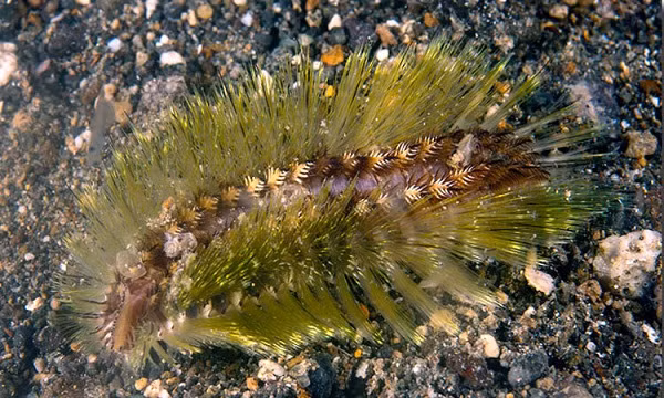 Sở dĩ gần đây giun lửa biển xuất hiện nhiều là do hiện tại chính là thời điểm sinh sản của loài vật này. Thời điểm này của những năm trước, giun biển cũng đã xuất hiện và khiến nhiều du khách bị dị ứng.