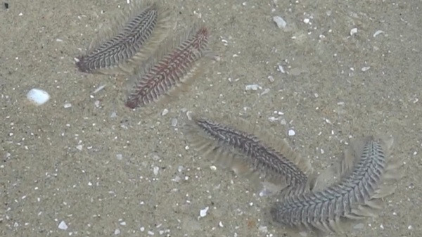 Nhiều ngày nay, người dân tắm biển ở Vũng Tàu thấy xuất hiện một loài sâu lạ dài khoảng 5-7cm, người có nhiều lông, chẳng may chạm vào sẽ rất ngứa.