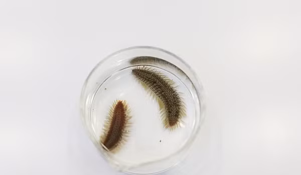 Cơ thể của giun lửa có chứa một lượng độc tố nhất định, cực kỳ nguy hiểm nếu chẳng may chạm phải.