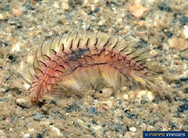 Trước đó, vào giữa tháng 3/2019, hiện tượng hàng chục hecta ngao giống ven biển Kim Sơn (Ninh Bình) bị giun lửa ăn và được các nhà khoa học nhận định là "chưa từng có tiền lệ".