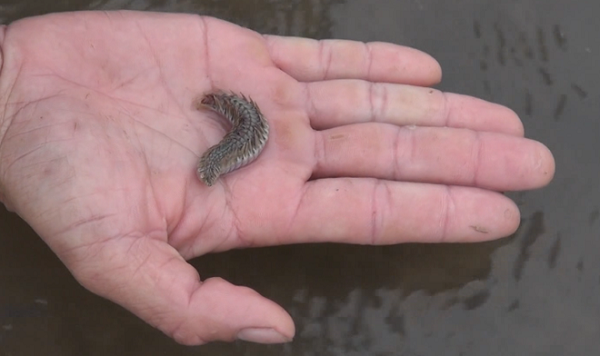 Thức ăn chủ yếu của loài sâu lạ này là thịt, vì vậy chúng chủ động săn các loài động vật không có khả năng di chuyển hay di chuyển chậm như san hô, bọt biển, ốc, ngao...