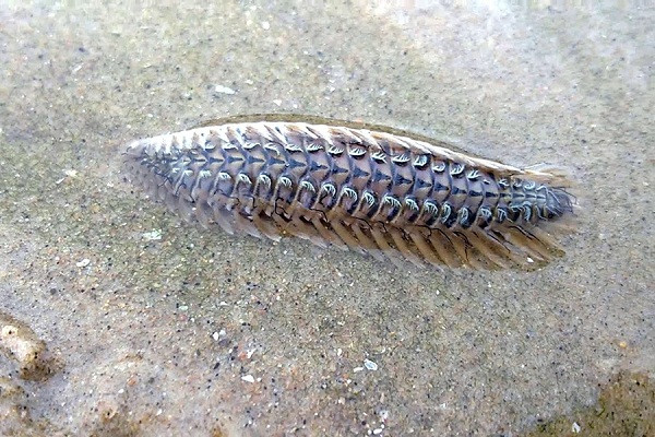 "Khi tiếp xúc với chúng, những chiếc lông tơ có vai trò như chiếc kim độc sẽ cắm vào phần thịt và giải phóng độc tố, gây đau nhức và ngứa rất khó chịu", tiến sĩ Trần Mạnh Hà - Phòng Sinh thái Tài nguyên Động vật biển, Viện Tài nguyên Môi trường Biển cho biết.