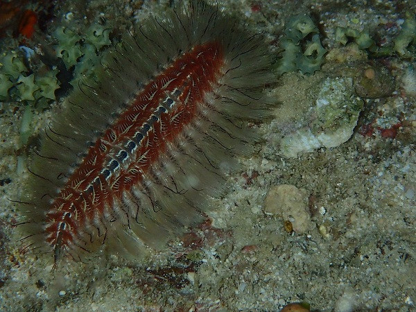 Trong trường hợp chẳng may tiếp xúc với giun lửa biển độc, để giảm mức độ tổn thương có thể sử dụng băng dính phủ lên phần da bị đốt rồi gỡ ra, khi đó lông tơ của giun cũng sẽ bị kéo theo. Sau đó rửa bằng nước muối và hạn chế gãi.