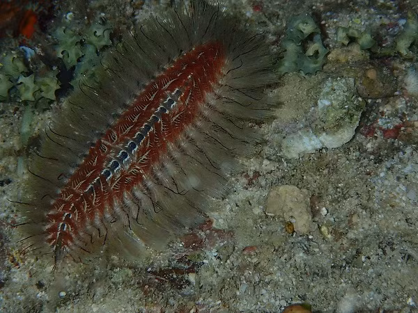 Trong trường hợp chẳng may tiếp xúc với giun lửa biển độc, để giảm mức độ tổn thương có thể sử dụng băng dính phủ lên phần da bị đốt rồi gỡ ra, khi đó lông tơ của giun cũng sẽ bị kéo theo. Sau đó rửa bằng nước muối và hạn chế gãi.