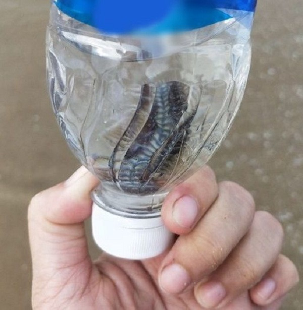 Theo các chuyên gia động vật học, đây là loài giun lửa, hay có tên khoa học là Chloeia parva, thuộc nhóm Amphinomidae. Chúng còn thường biết đến với cái tên "giun lửa biển", "giun biển" hoặc "sâu róm biển".