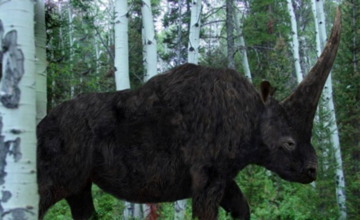 Kỳ lân ngoài đời thực, có tên khoa học là Elasmotherium sibiricum, có kích thước khổng lồ, bộ lông dày và xù xì, và tất nhiên phải có một cái sừng trước trán.