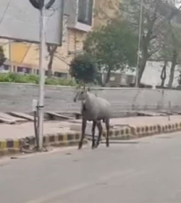 Linh dương tập thể dục trên phố tại Noida (Ấn Độ)