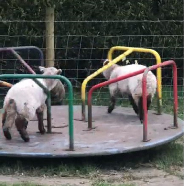 Các loài động vật không chỉ "xâm chiếm" đường phố, mà còn trưng dụng luôn sân chơi của trẻ em. Hình ảnh những chú cừu vui chơi ở Preston.