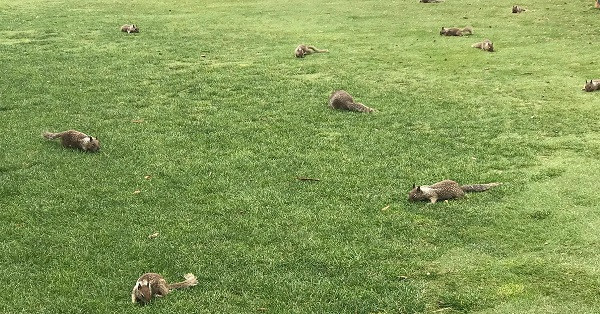 Đàn sóc "xâm chiếm" từ đường phố cho đến những bãi cỏ công viên Santa Monica (California)