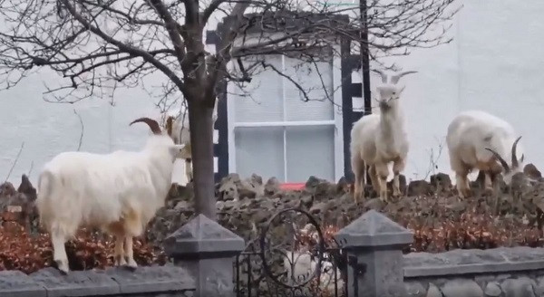 Dê núi lang thang trên cổng một ngôi nhà ở thị trấn Llandudno của xứ Wales