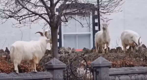 Dê núi lang thang trên cổng một ngôi nhà ở thị trấn Llandudno của xứ Wales