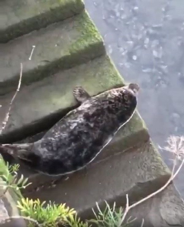 Chú hải cẩu hiếm khi trèo lên hẳn bờ sông Urumea, Tây Ban Nha nằm như thế này