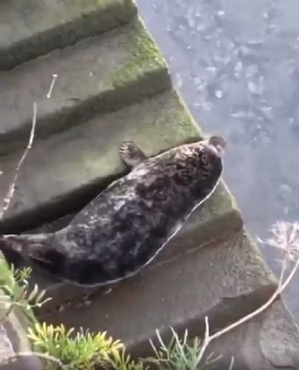 Chú hải cẩu hiếm khi trèo lên hẳn bờ sông Urumea, Tây Ban Nha nằm như thế này