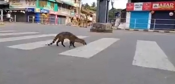 Cầy hương dạo phố Ấn Độ