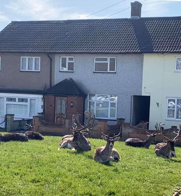 Đàn nai sừng rủ nhau đi "chill" dưới nắng tại phía Đông Luân Đôn.