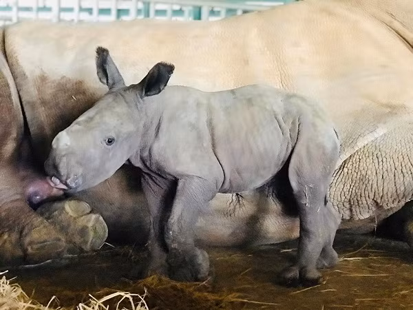 Việc cô bé tê giác Winnie ra đời khỏe mạnh chứng minh Việt Nam nói chung và Vinpearl Safari nói riêng thực sự là môi trường sống lý tưởng của loài tê giác trắng châu Phi. Nơi đây đảm bảo việc sinh trưởng, duy trì bản năng hoang dã, tạo đàn và phát triển giống của các loài.