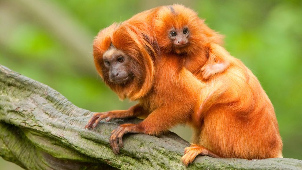 Khỉ vàng sư tử Tamarin có tuổi thọ khoảng 8 tuổi. Ảnh: cacnuoc.