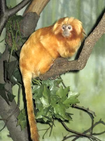 Khỉ vàng sư tử Tamarin có bộ lông đặc trưng màu đỏ cam và vàng nâu. Phần lông trên mình của nó dài và sẫm màu hơn so với lông mặt. Ảnh: wikipedia.