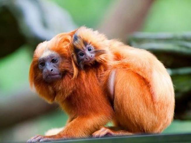 Ban đêm, loài khỉ quý hiếm này thường ngủ trong các tổ trên cây. Ảnh: plo.