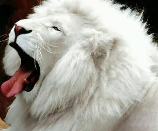 Vùng Thần Nông Giá ở phía tây Hồ Bắc được xem là nơi xuất hiện nhiều động vật bạch tạng nhất.