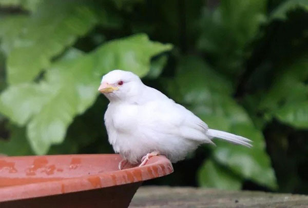 Động vật bị bạch tạng không hề đáng sợ như nhiều người nghĩ mà thực chất còn sở hữu vẻ đẹp rất riêng. Tuy vậy chúng phải chịu ảnh hưởng của căn bệnh này cả đời, thậm chí sức khỏe khá yếu. 