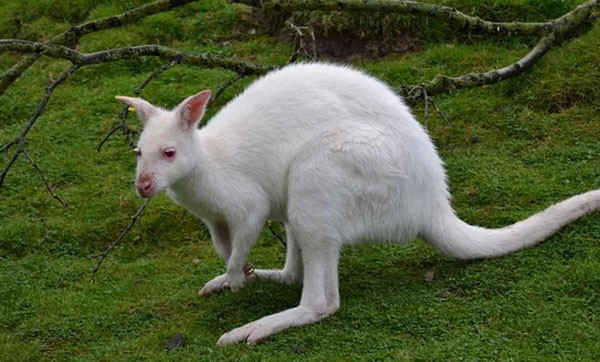 Chuột túi thường thấy với bộ lông vàng, nhưng khi khoác lên mình bộ lông trắng trông nó thật tuyệt.