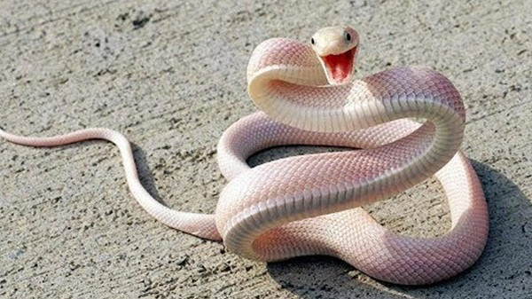 Rắn bạch tạng sẽ có ngoại hình như thế này.