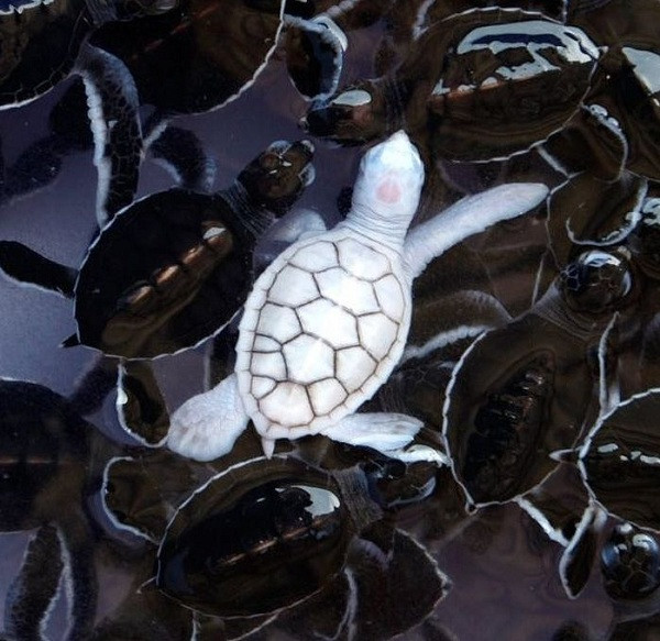 Chú rùa trắng bạch tạng nổi bật giữa đàn rùa màu đen.