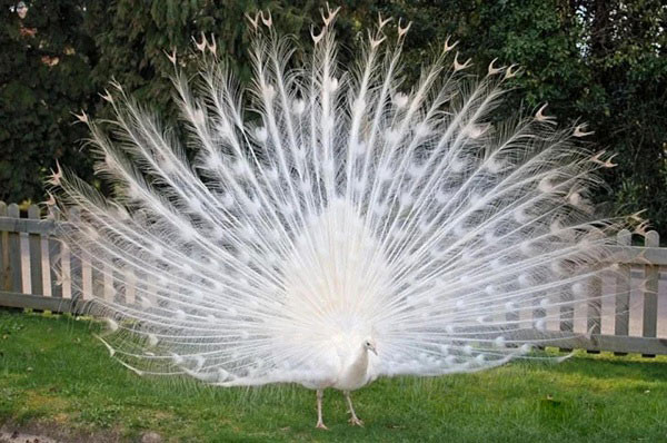 Biểu hiện của động vật bạch tạng là mắt có màu đỏ, da và lông có màu trắng, thậm chí có màu sắc khác tùy vào từng loài.