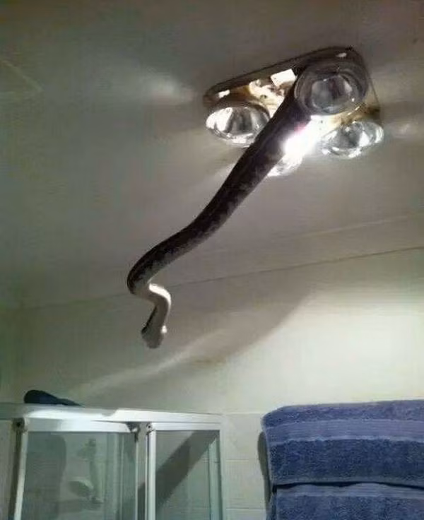 hay thậm chí chui ra từ hộp đèn thế này không phải là điều hiếm gặp.