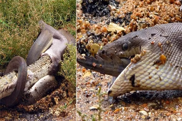 Những hình ảnh đáng sợ ghi lại trận chiến gay cấn thế này không phải là chuyện hiếm gặp ở nước Úc xinh đẹp. Sau một hồi vật lộn cuối cùng con cá sấu cũng phải nằm gọn trong bụng trăn.