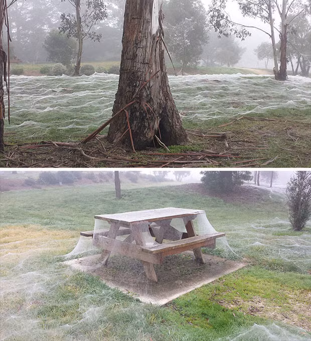 Hình ảnh rùng rợn như trong phim kinh dị này thực chất là tác phẩm của những ''người bạn 8 chân'' tại xứ sở Kangaroo.