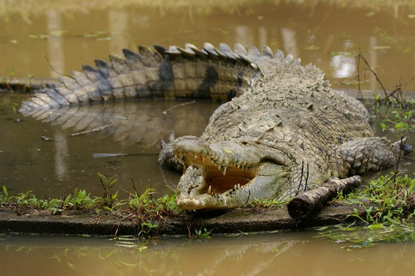Crocodylus Acutus, còn được người dân địa phương gọi là "cá sấu mũi to" hay "cá sấu kim", được tìm thấy chủ yếu ở nước Mỹ với mật độ cao nhất tại Trung Mỹ và một số nước Caribe.