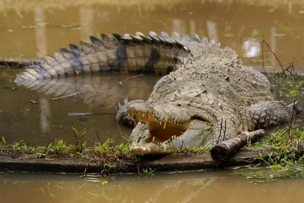 Crocodylus Acutus, còn được người dân địa phương gọi là "cá sấu mũi to" hay "cá sấu kim", được tìm thấy chủ yếu ở nước Mỹ với mật độ cao nhất tại Trung Mỹ và một số nước Caribe.