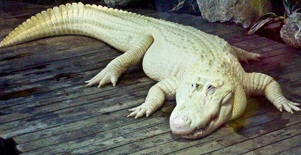 Bạn có thể bắt gặp nhiều loài cá sấu kích cỡ khác nhau, nhưng cá sấu trắng ở Mỹ thì không phải ai cũng có cơ hội tận mắt chiêm ngưỡng bởi đây được xem là loài cá sấu quý hiếm nhất thế giới hiện nay. Chứng bạch tạng hoăc leucism khiến sắc tố chúng thiếu mất một số tế bào sắc tố, vì thế màu da trở nên khác thường và rất khó tồn tại trong môi trường tự nhiên.