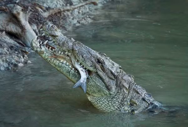 Nhằm bảo tồn loài cá sấu quý hiếm Crocodylus Acutus đặc chủng của châu Mỹ, các nhà sinh thái Cuba hiện đang áp dụng phương thức nuôi nhốt tập trung trong môi trường bán tự nhiên, với đầy đủ điều kiện dinh dưỡng, chăm sóc sức khỏe và an toàn.