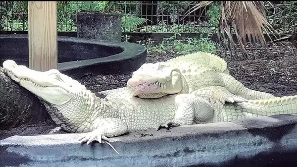 Hiện tại trên thế giới chỉ còn vài chục cá thể cá sấu bạch tạng tồn tại và Công viên Gatorland ở Florida, Mỹ, là nơi hiếm hoi du khách có thể ngắm nhìn chúng.