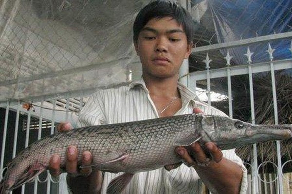 Người dân tại thị trấn Cái Vồn, Bình Minh, Vĩnh Long cũng từng xôn xao, đổ xô đến nhà anh Nguyễn Thành Nhàn để tận thấy con cá sấu hỏa tiễn có vẩy như rắn, còn đầu thì giống cá sấu.