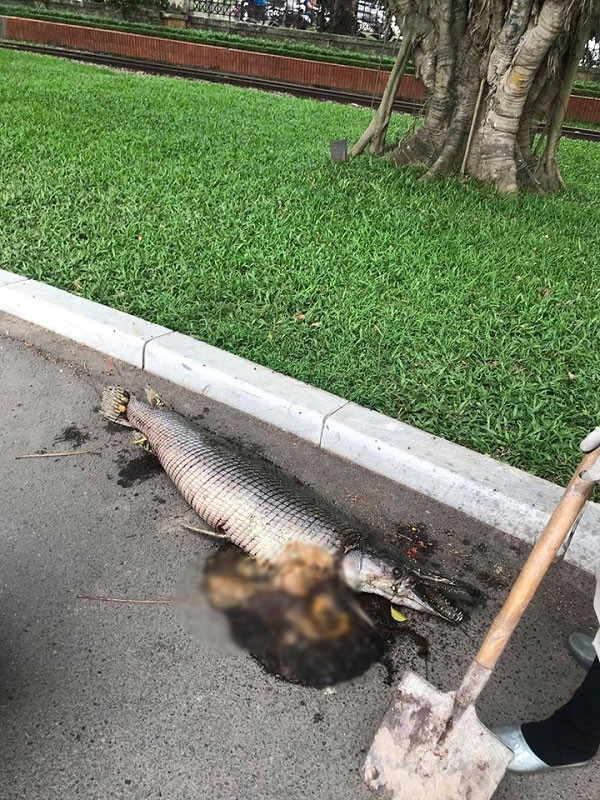 Phó tổng giám đốc công ty TNHH Một thành viên công viên Thống Nhất (Công viên Thống Nhất) Nguyễn Hưng Quốc cho biết: ''Tổ bảo vệ biết thông tin con cá chết trên lối đi trong công viên khoảng 7h sáng nay''. Sau khi kiểm tra thực tế, có thể nhận định đây là cá sấu hỏa tiễn hay cá hỏa tiễn, hiện con cá đã được mang đi tiêu hủy.