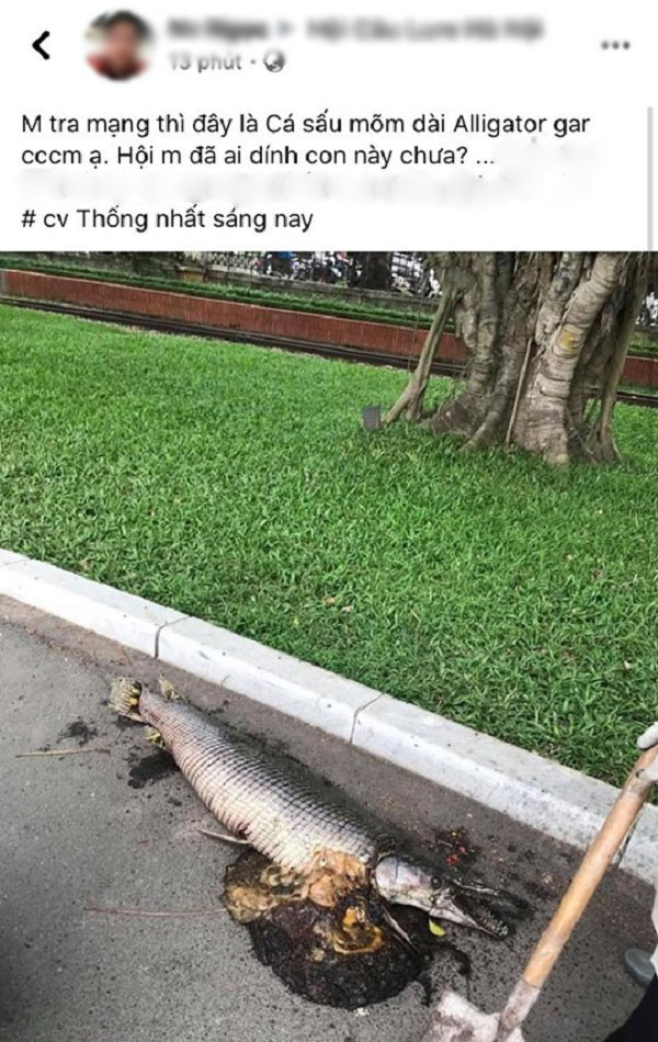 Mạng xã hội đang xôn xao và liên tục truyền tay nhau hình ảnh một loài cá lạ chết trong công viên Thống Nhất, Hà Nội sáng ngày 5/6, có hình thù lạ "mình rắn, đầu cá sấu''.