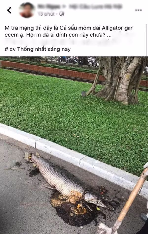 Mạng xã hội đang xôn xao và liên tục truyền tay nhau hình ảnh một loài cá lạ chết trong công viên Thống Nhất, Hà Nội sáng ngày 5/6, có hình thù lạ "mình rắn, đầu cá sấu''.