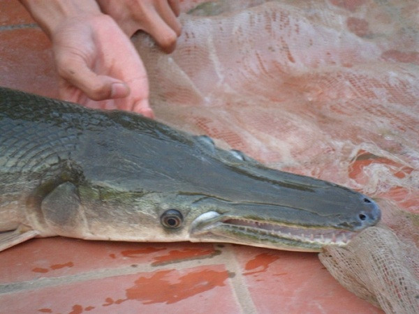 Cá hỏa tiễn có tên khoa học là Alligator Gar, là loài cá nước ngọt lớn nhất ở Bắc Mỹ. Cái tên cá sấu hỏa tiễn bắt nguồn từ sự giống nhau ở một số bộ phận giữa chúng với cá sấu Mỹ, đặc biệt là ở đặc điểm mõm dài và hàm răng sắc nhọn.