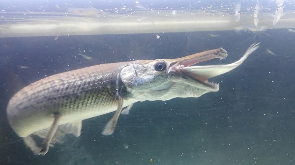 Những con cá được nuôi làm cảnh thường chỉ có kích thước nhỏ, chỉ nặng vài kg.