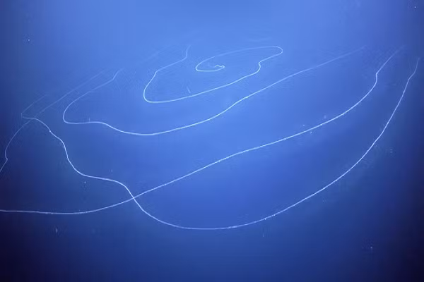 Hình ảnh "quái vật siêu dài" được ghi lại