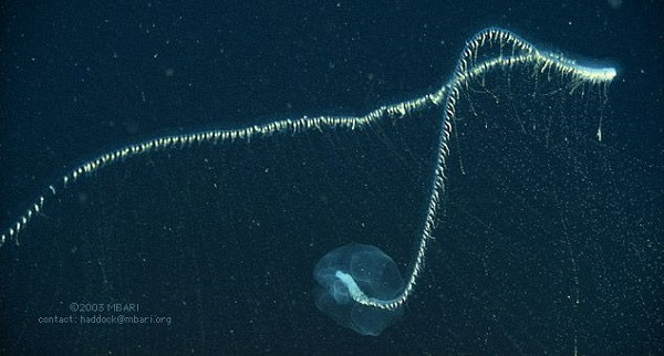 Siphonophore tạo thành từ hàng ngàn cá thể nhân bản, lai tạp giữa san hô, sứa biển,