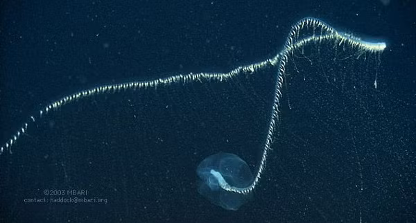 Siphonophore tạo thành từ hàng ngàn cá thể nhân bản, lai tạp giữa san hô, sứa biển,