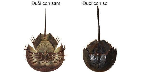 Điểm khác biệt nữa là đuôi so không có gờ mặt lưng, tiết diện cắt ngang của đuôi có dạng hình trứng hay tròn, trọng lượng khoảng 1kg.