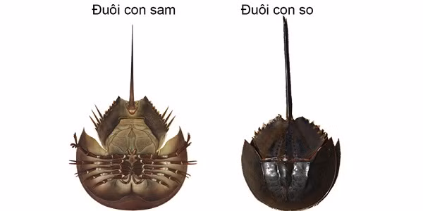 Điểm khác biệt nữa là đuôi so không có gờ mặt lưng, tiết diện cắt ngang của đuôi có dạng hình trứng hay tròn, trọng lượng khoảng 1kg.