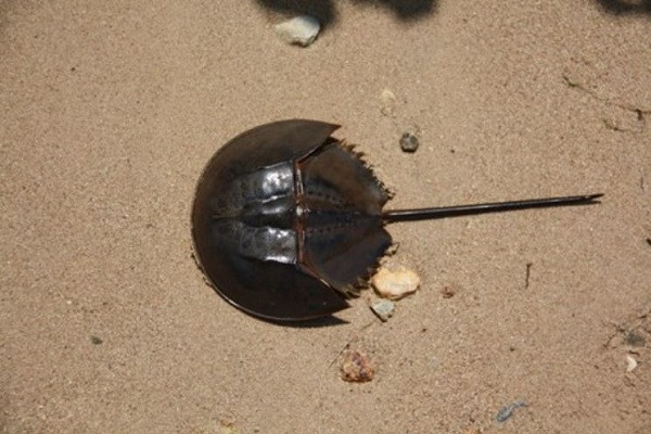 Tại Việt Nam, đã có nhiều vụ ngộ độc so biển do Tetrodotoxin, thường rất nặng. Chỉ cần ăn phải 1-2 miligam độc chất Tetrodotoxin, nạn nhân sẽ bị tác động mạnh lên thần kinh trung ương, gây tê liệt cơ thể, ngừng tuần hoàn, hô hấp,…